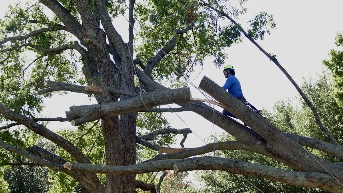 Professional Crown Thinning performed by certified arborists in Saint Henry