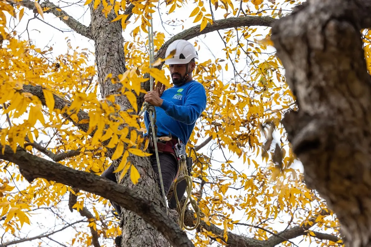 Skilled Storm Damage Cleanup crew working in Saint Henry